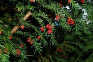 Тис ягідний: фото, різновиди і особливості вирощування