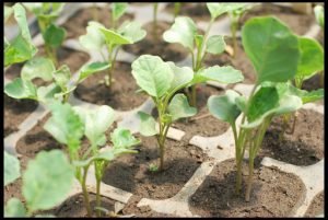 Цвітна капуста: вирощування у відкритому грунті, посадка й догляд, фото і сорти капусти