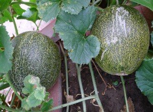 Диня «Алтай» — скоростиглий сорт для посадки на дачі