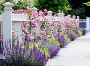 Англійські троянди Девіда Остіна: особливості догляду та умови вирощування, огляд і фотогалерея сортів