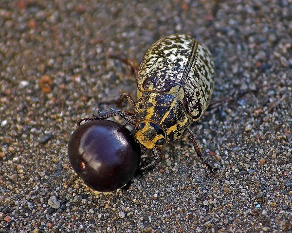 Мармуровий хрущ: якої шкоди для садових культур