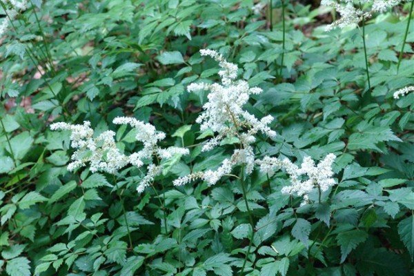 Астильба в ландшафтному дизайні саду — багатоликий чагарник для оформлення квітника