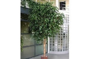 Як розмножити фікус Бенджаміна в домашніх умовах: 4 основних і доступних методу