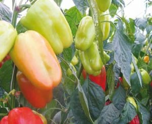 Вибираємо насіння перців: огляд кращих сортів для відкритого грунту