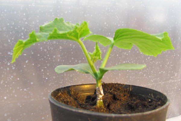 Щеплення дині на гарбуз: ефективні методи, техніка їх проведення та результат