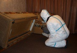 Яйця клопів: фото, як вилуплюються і гинуть, як знищити