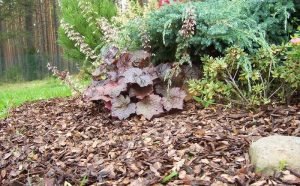 Мульчування грунту: види мульчі і як правильно їх застосовувати