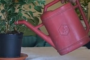 Фікус Бенджаміна скидає листя: що робити, щоб зупинити опадання