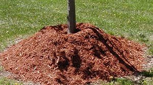 Абрикоси на Уралі і в Сибіру — посадка і догляд