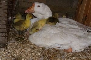 Холмогорський гуси: опис і розведення породи в домашніх умовах