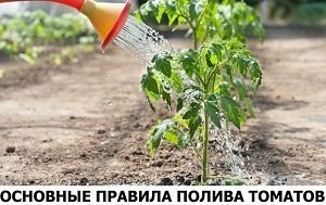 Томат «Благовіст»: характеристика, опис сорту і секрети підвищення врожайності томатів