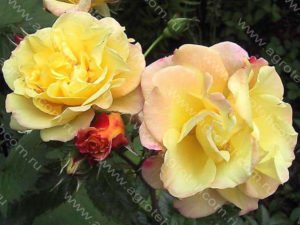 Сорти троянди Ругози: правила вирощування та особливості догляду