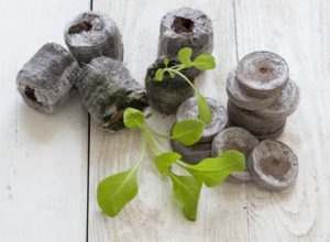 Ешшольція: опис та фото рослини, особливості посадки і догляду