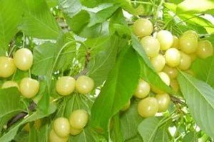 Огляд сортів жовтої черешні: Апетитна, Присадибна, Дрогана, Франца Йосифа (Франсіс)