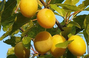 Зливу колоновидна: опис і характеристики кращих сортів