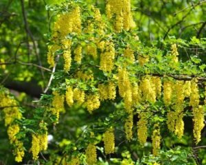 Садовий чагарник бобовник (золотий дощ): посадка і догляд в Підмосковї, поради по вирощуванню на дачній ділянці