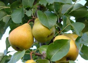 Сорт десертній груші Дюшес: опис літнього та зимового сортів, особливості плодоношення та догляду