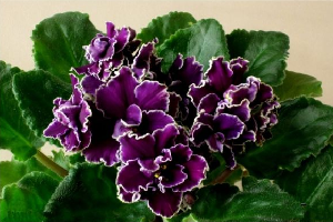 25 фото найбільш красивих і яскравих представниць ніжних фіалок