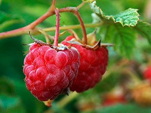 Як правильно садити малину навесні — вибір сорту і строки посадки