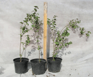 Повстяна вишня: опис сортів, особливості посадки і догляду, корисні властивості