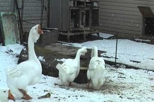 Холмогорський гуси: опис і розведення породи в домашніх умовах