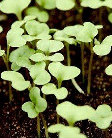 Вирощування розсади капусти: вибір насіння, особливості посадки і догляду