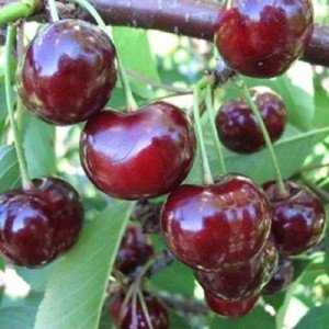 Особливості сорту вишні Надія: характеристики, правила посадки та догляду