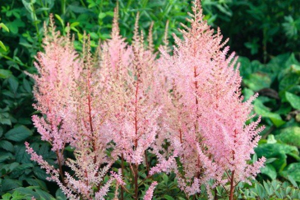 Декоративна садова рослина астильба: популярні сорти з фото та описом