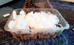 Як садити полуницю насінням: вибір насіння і ґрунту, поради по догляду і поливу