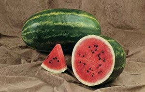 Ранні і скоростиглі сорти кавунів — огляд кращих видів та відгуки