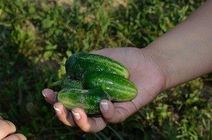 Чому огірки ростуть гачком: причини появи гачкуватих зеленцов, правила догляду, поради садівникам, відео інструкція