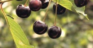 Опис сортів червоної черешні Василина і Бряночка: відмінні особливості та рекомендації по догляду