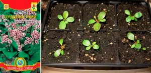 Бадан для прикраси дачної ділянки: посадка і догляд у відкритому грунті