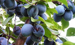 Самоплідна слива сорту Угорка: опис різновидів Білоруська, Корнеевская та інших