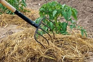 Томат Ведмедик Клишоногий — характеристика та опис сорту, відгуки