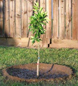 Вирощування абрикоса в Підмосковї: вибір сортів, посадка і догляд за саджанцями