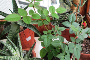 Препарат Епін — реальна допомога кімнатним рослинам