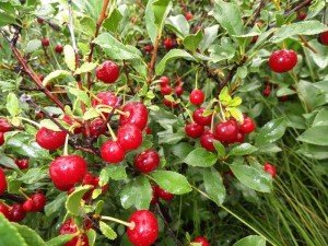 Степова вишня кущова: опис сорту та способи садіння