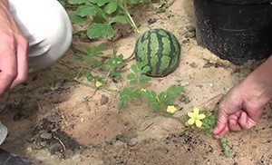 Вирощування кавунів: інструкція від вибору сорту до збирання врожаю