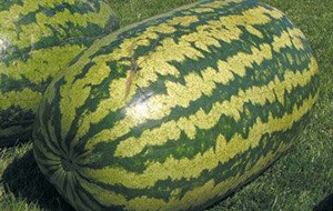 Найнезвичайніші кавуни: 6 дивовижних сортів