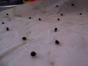 Як виростити спаржу з насіння на городі