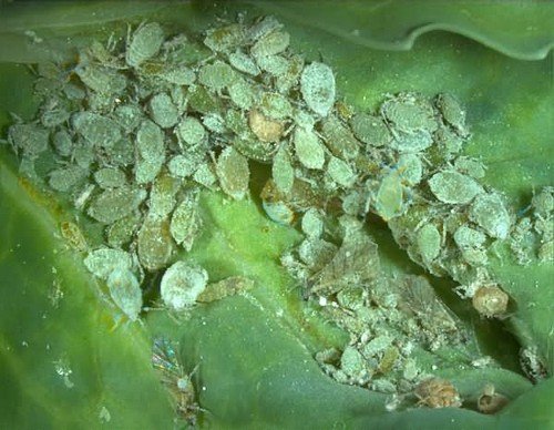 Капустяна попелиця – особливості існування та заходи боротьби