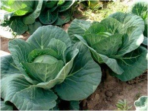 Вирощування розсади капусти: вибір насіння, особливості посадки і догляду