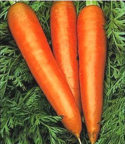 Кращі сорти моркви: опис і особливості