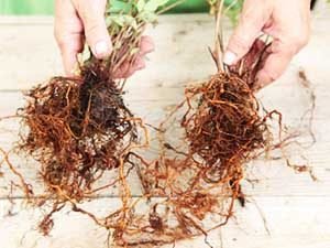 Розмноження жимолості — 4 способу