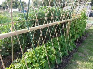 Стручкова квасоля: як виростити на дачі і отримати рясний урожай