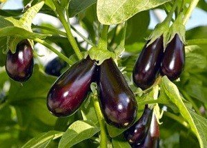 Як садити баклажани на розсаду: вибір насіння і ґрунту, посів і вирощування, поради дачників