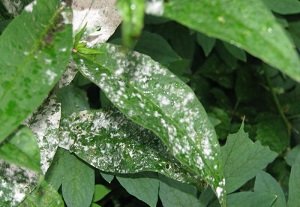 Багаторічні флокси: особливості посадки і правила догляду, вирощування з насіння, фото і відео