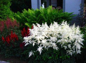 Вирощування астильби на ділянці: підготовка насіння і садіння у відкритий грунт