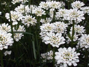 Самі красиві осінні квіти у вашому саду: назви, фото і особливості догляду